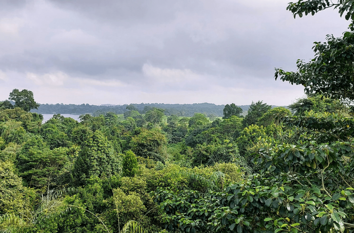 Jungle Hike in Singapore