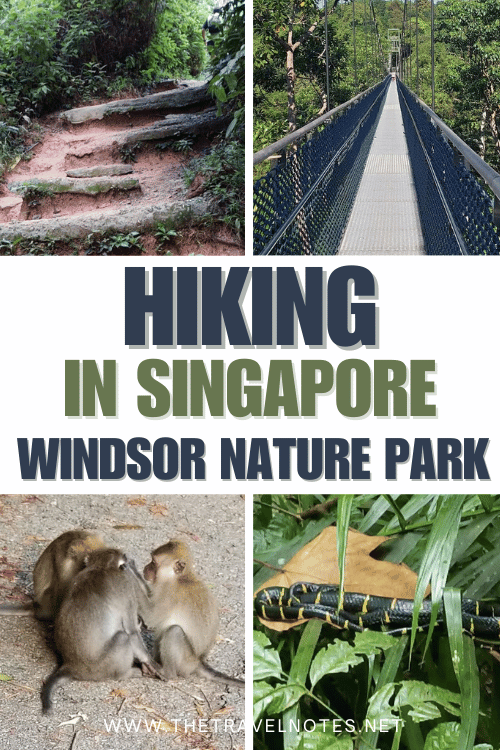 Hiking in Singapore Discover the Tropical Forest in Windsor Nature Park 