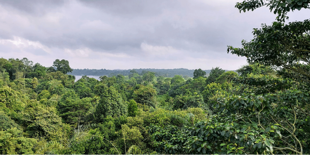 Hike Guide to Windsor Nature Park Jungle Singapore