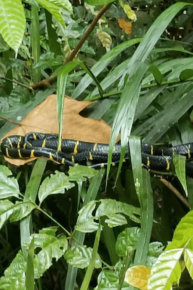 Hike in Singapore jungle