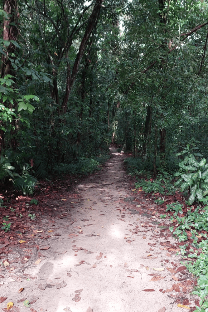 Hike Windsor Nature Park Singapore