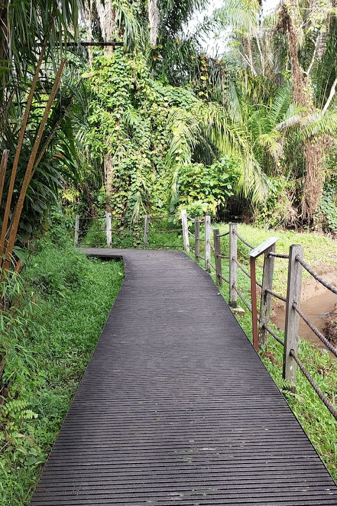 Hike Windsor Nature Park Singapore