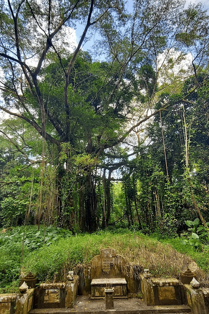 Singapore Hiking Trail The Mysterious Bukit Brown Cemetery