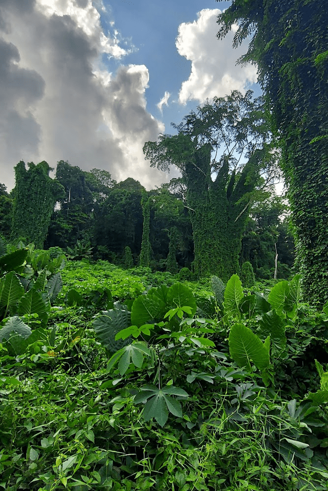 hiking in singapore