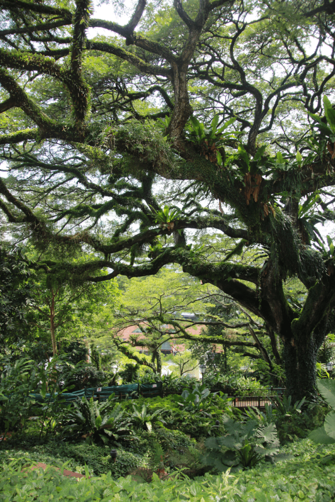 Beautiful trees in Fort Canning