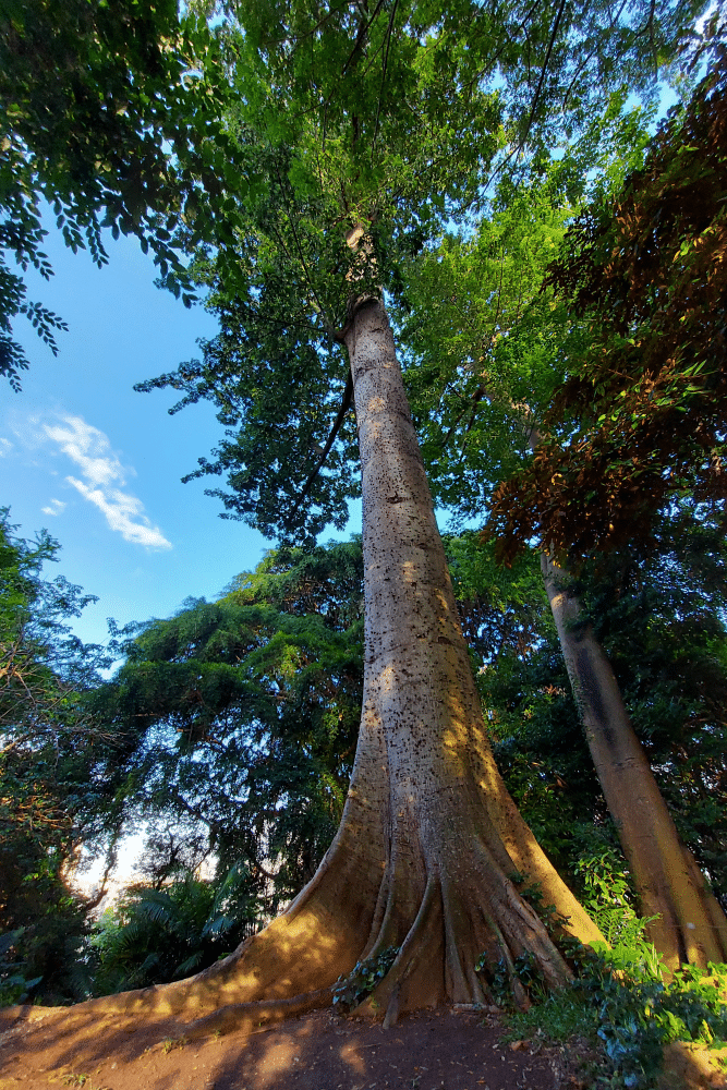 walking itinerary trees fort canning