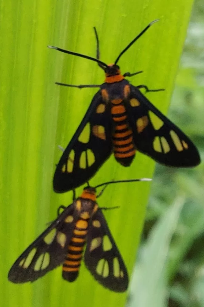 Wasp Moth Singapur