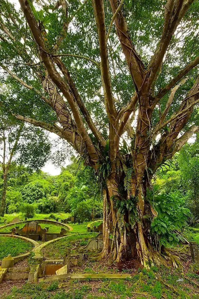 The Mysterious Bukit Brown Cemetery