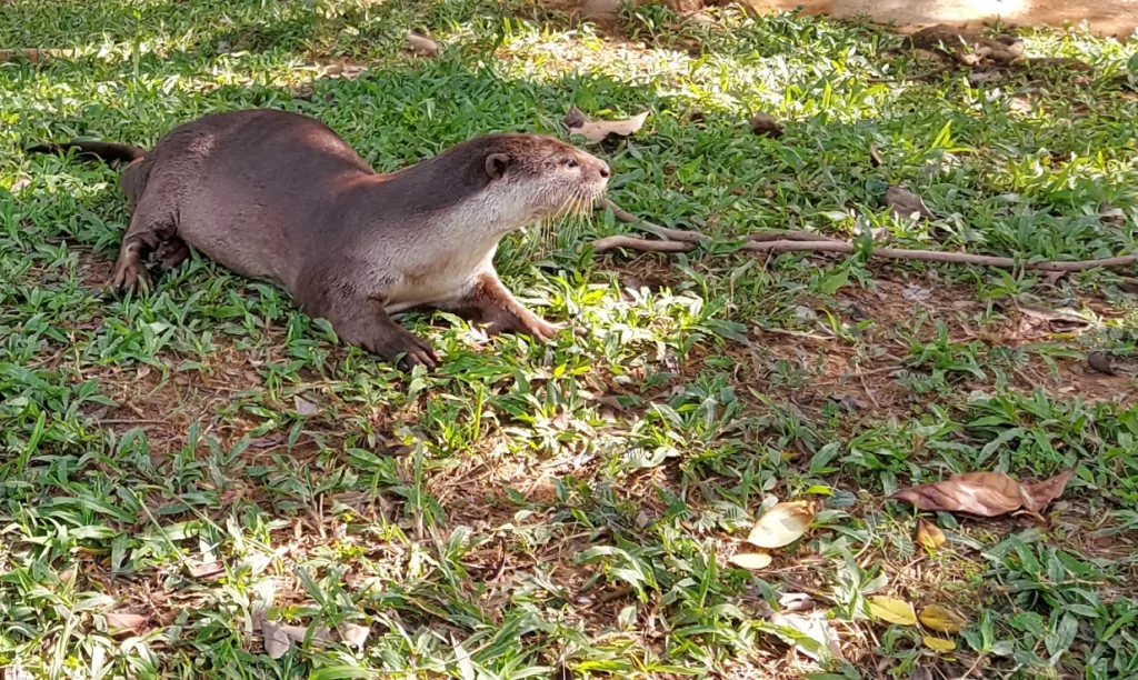 Nutria de río en el lago jurong de Singapur