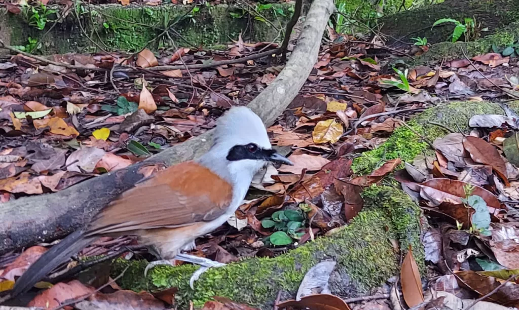 Itinerario a pie por la naturaleza en Singapur