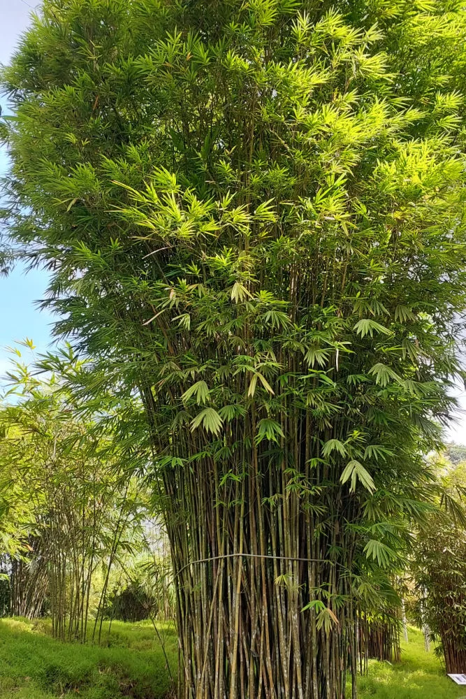 Caminata con mapa jardines botánicos en Singapur