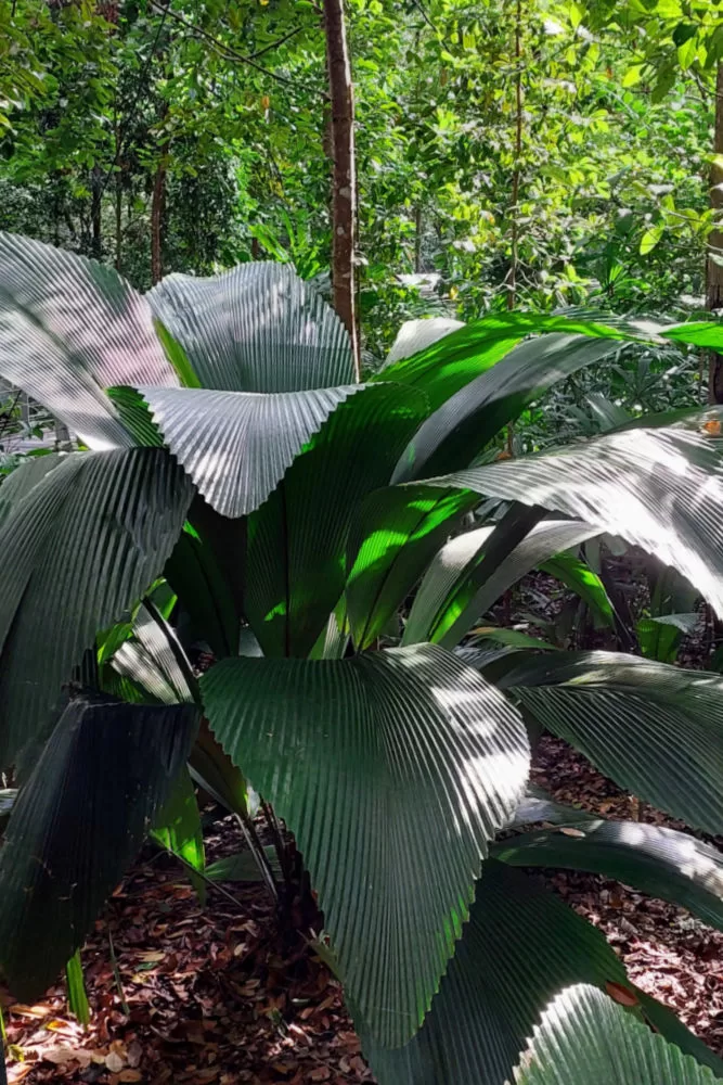 Guía paseo por los jardines botánicos en Singapur