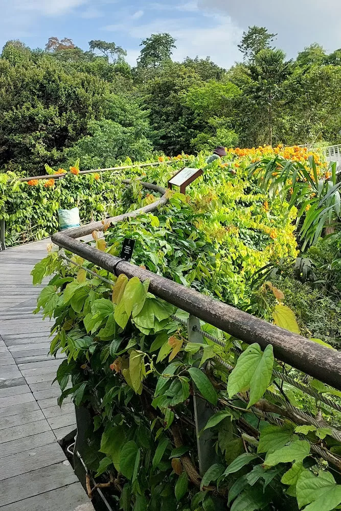 Mapa y guía de los jardines botánicos de Singapur