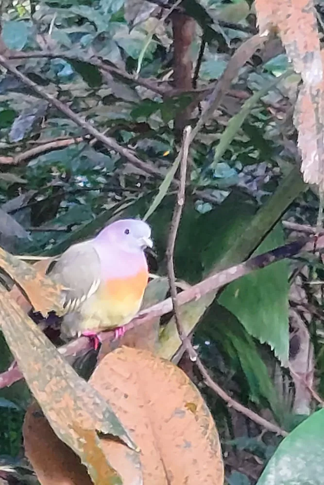 Pink-necked Green Pigeon Singapur