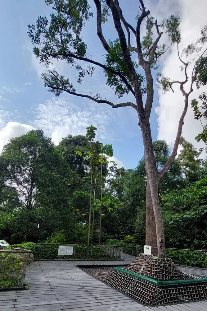 Guía paseo por los jardines botánicos en Singapur