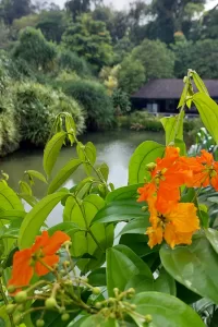 A Tranquil Walk through the Lesser-Known Napier Entrance of the Botanic Gardens
