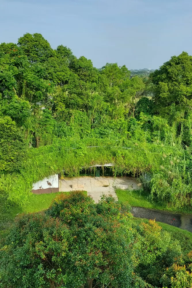 Exploring a bird lover's paradise: Kranji Marshes