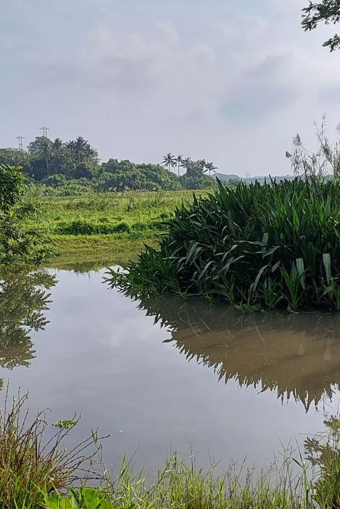 Caminata por la naturaleza en Singapur