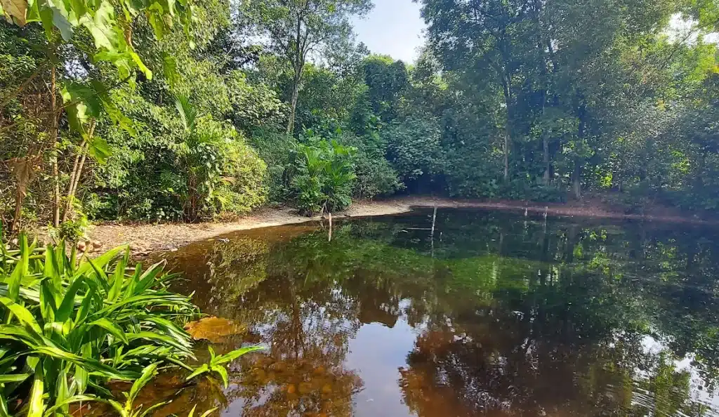 hike con guía y mapa de Sungei Buloh