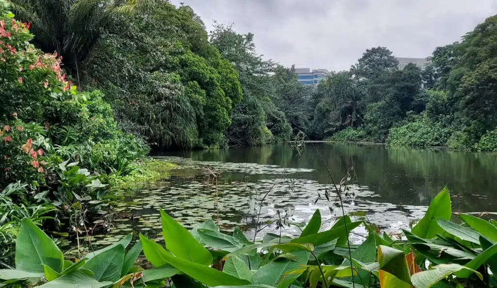 Kent Ridge Park Pond