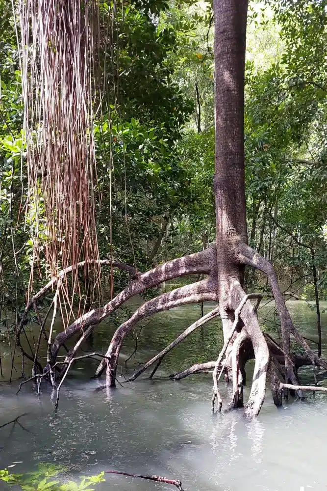 raíces manglares naturaleza hike singapur