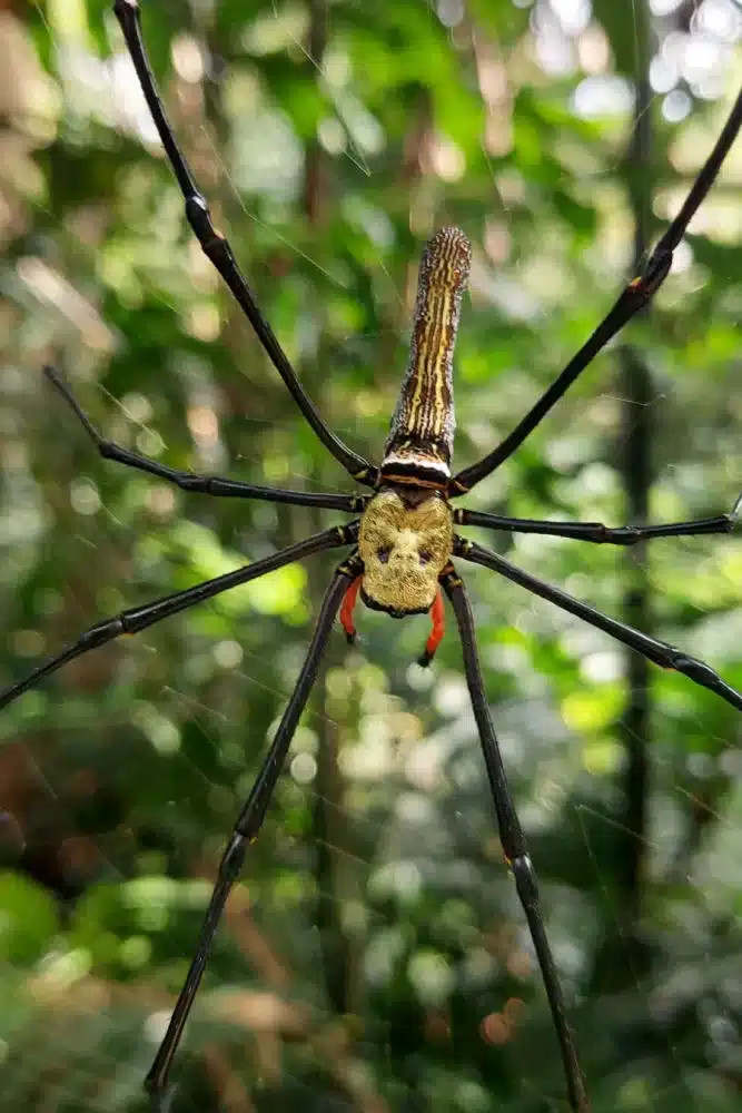 Hike en la naturaleza parque natural singapur arña tejedora de oro