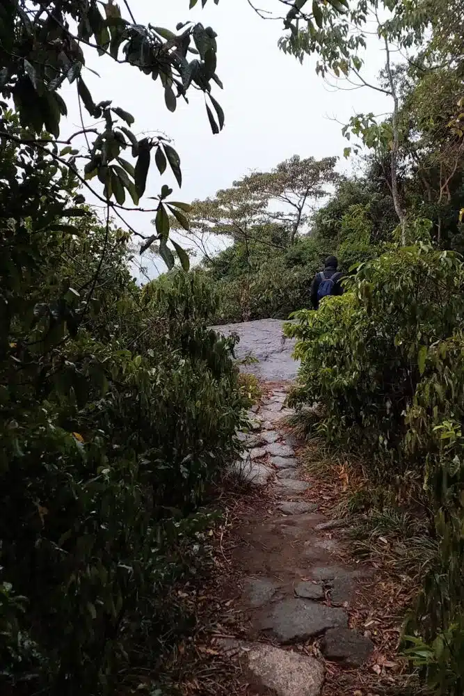 Descubriendo la Naturaleza: Ruta de Senderismo por Lion Rock en Hong Kong-1 2