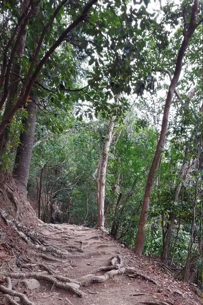 El bosque en la monataña de dragon's back