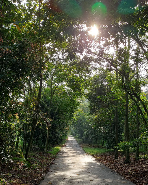 Singapore Nature Hiking Through Kranji Marshes