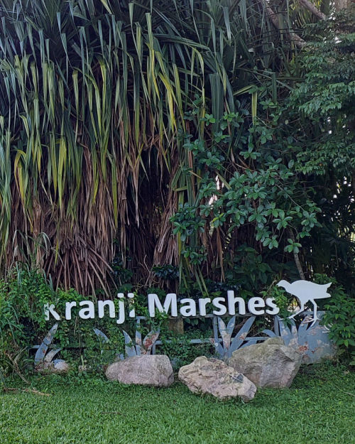 Exploring a bird lover's paradise: Kranji Marshes