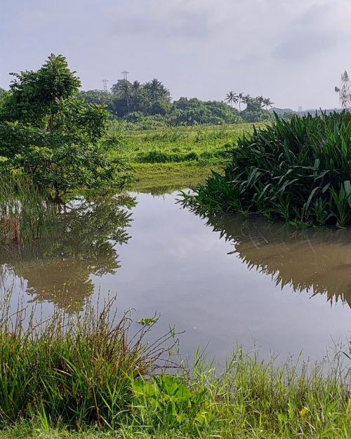 Exploring a bird lover's paradise: Kranji Marshes