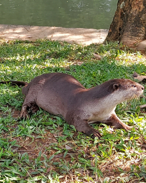 Hiking in Singapore Exploring Nature in Sungei Buloh Reserve