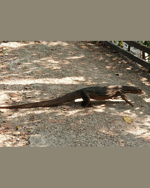 hiking in singapore, sungei buloh, nature in singapore, walking itinerary wildlife