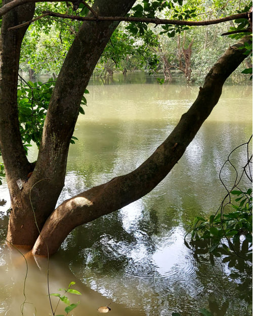 I hope you can plan your visit to Sungei Buloh with the help of this guide and itinerary that I have gladly shared since it is one of my favorite places to hike in Singapore when I am looking for nature and tranquility.