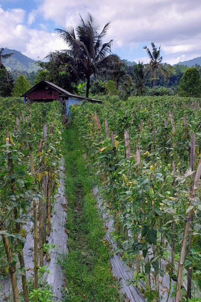 Sidemen hike in Bali