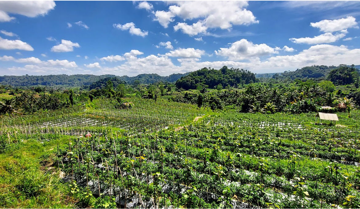 Exploring Sidemen Valley: A Glimpse into Rural Balinese Farming-1