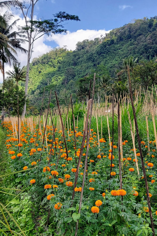 Exploring Sidemen Valley: A Glimpse into Rural Balinese Farming-1