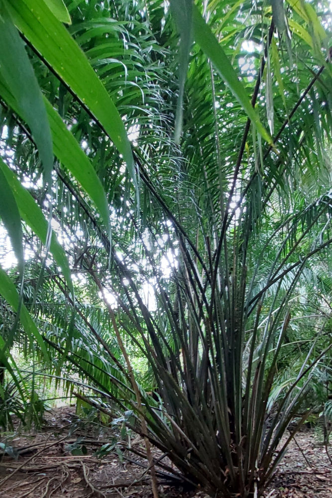 Palm trees in bukit Timah Reserve