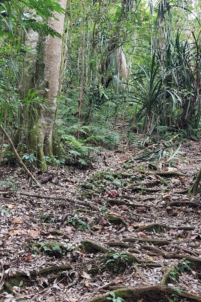 Mount Tapak Bedugul Lake Area-Bali Hike