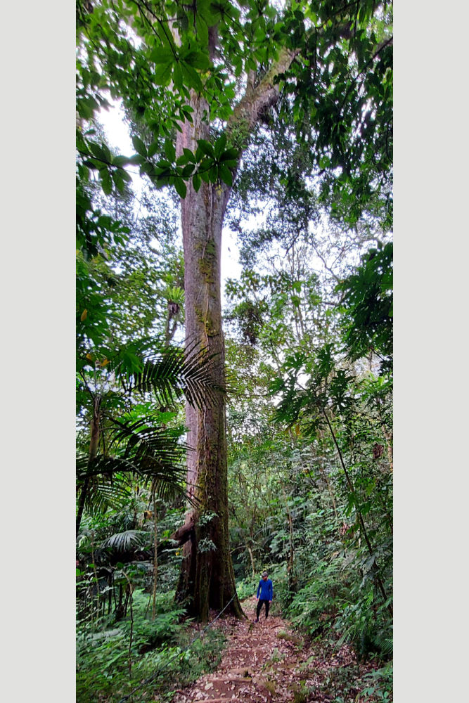 Mount Tapak Bedugul Lake Area-Bali Hike