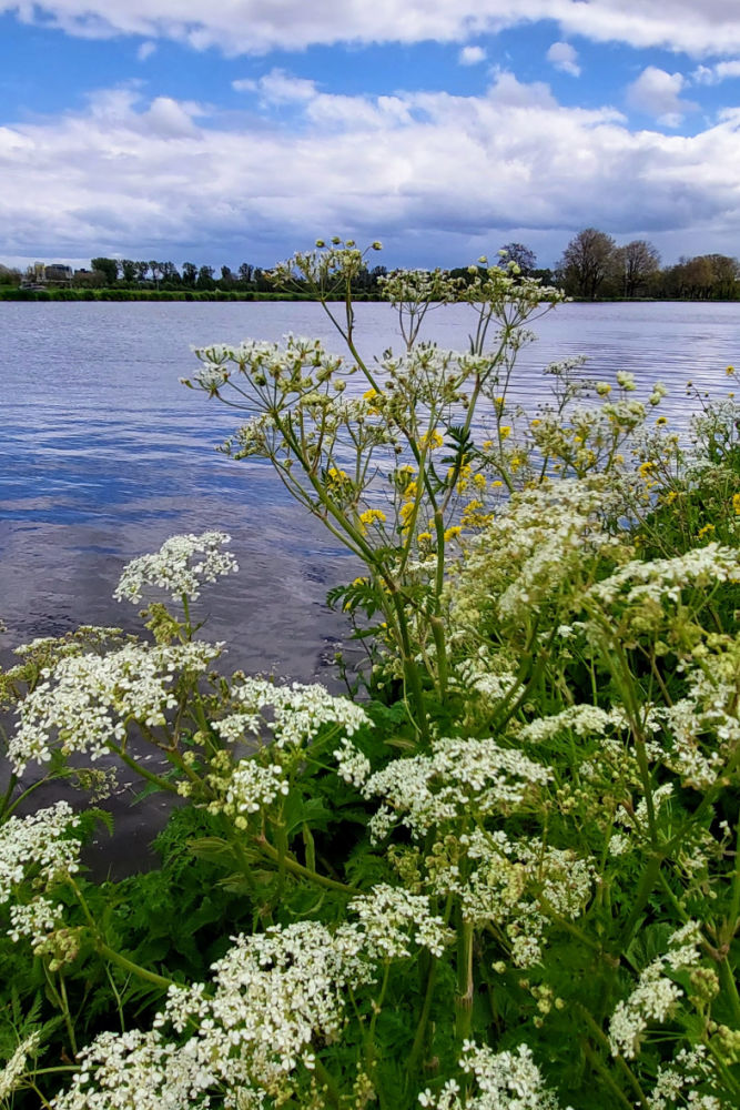 Hiking along the river Amstel in Amsterdam Nature out of the city