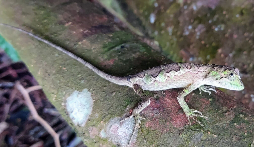 Lizards along the mount shamao trail in taipei taiwan