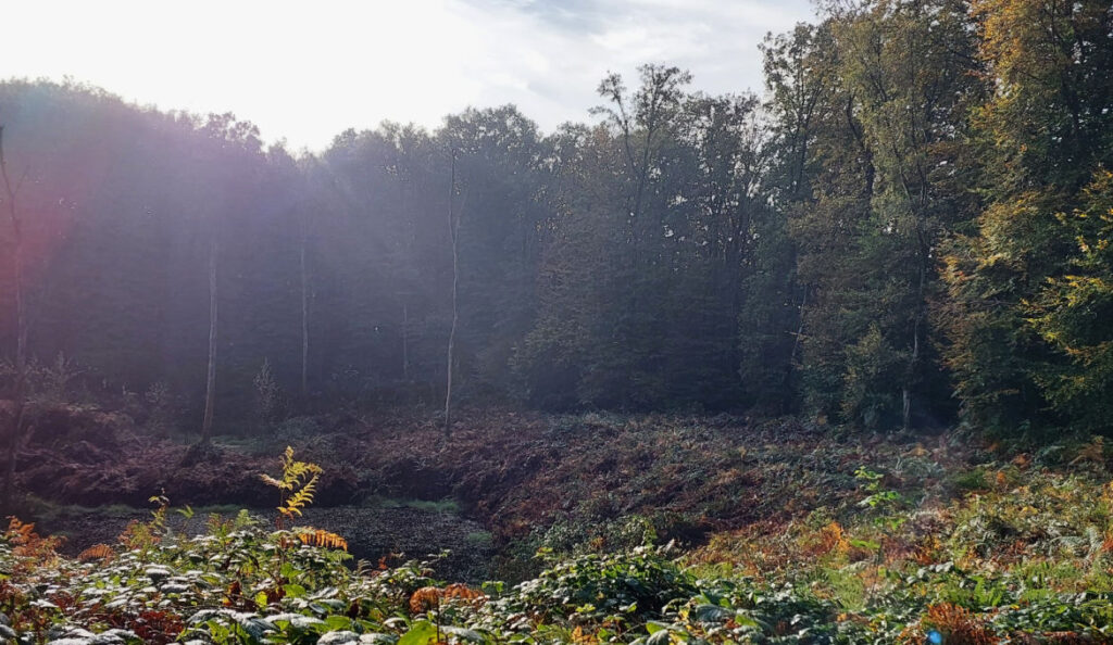 Nijmegen Hike in The Netherland Forest-1