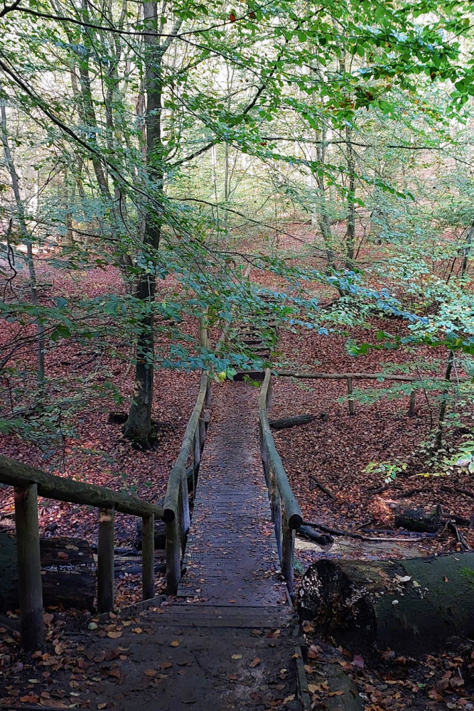 Nijmegen Hike in The Netherland Forest-2