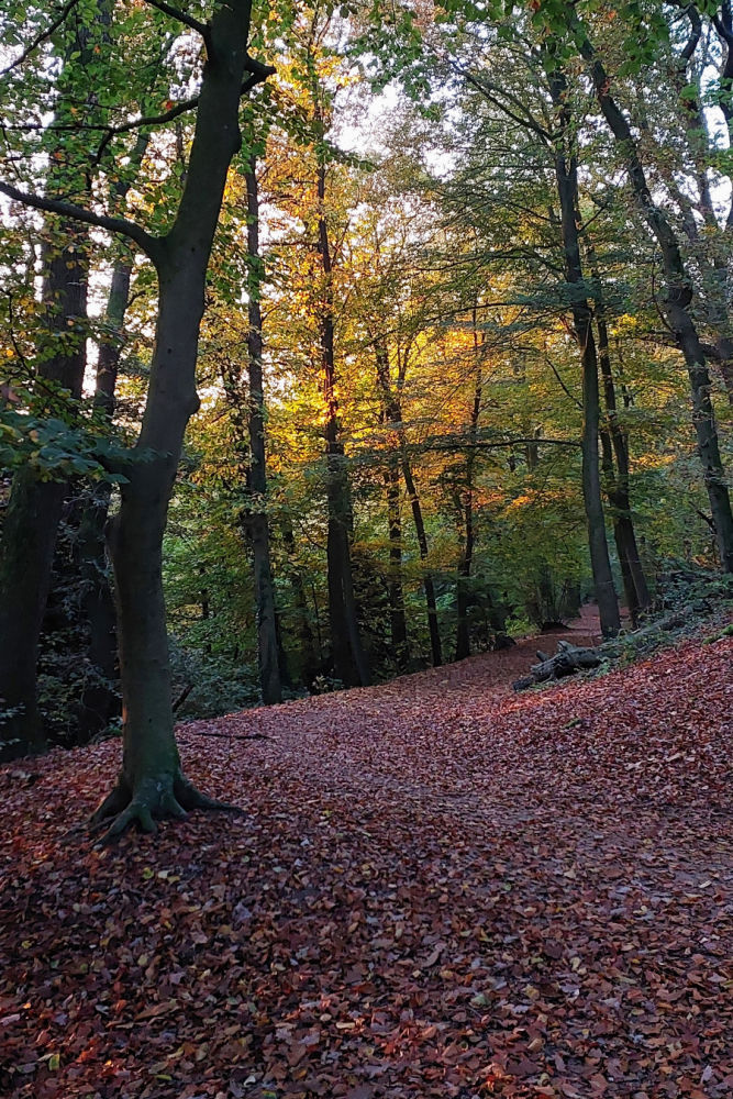 hiking in the netherlands, forests in the netherlands, hike forest