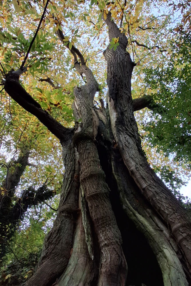 Hiking the forests of Nijmegen Hiking in the Netherlands