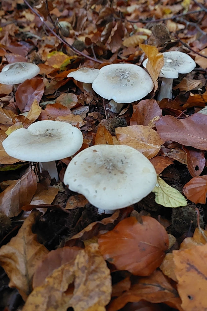 Mushrooms in the forest in Nijmegen The Netherlands