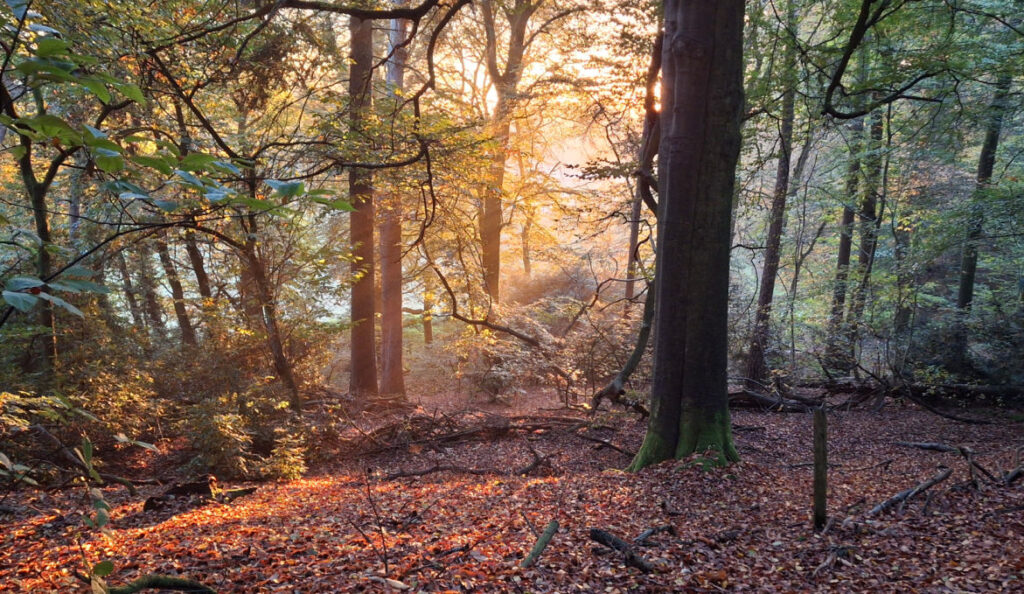 Nijmegen Hike in The Netherland Forest-1 hiking guide with map