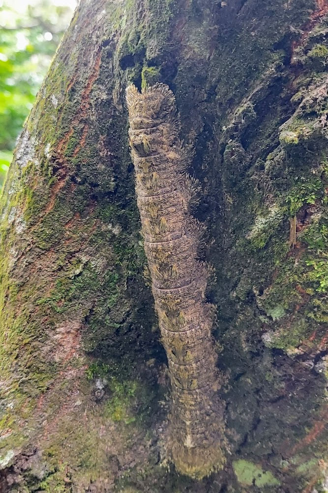 centipede mount shamao hike taipei yangming shan taiwan