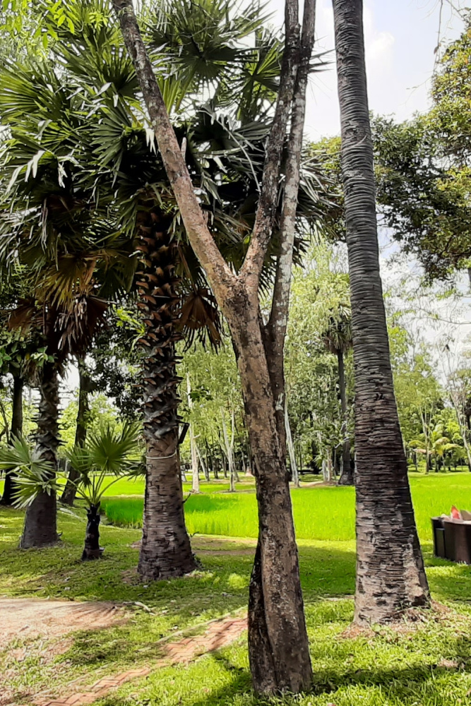 Palm trees and lush greenery surround a serene garden at a Siem Reap hotel, offering a peaceful retreat. Explore Angkor Wat in Siem Reap